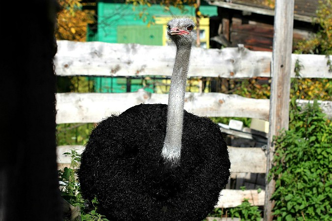 В России собирают деньги на невесту для нервного страуса