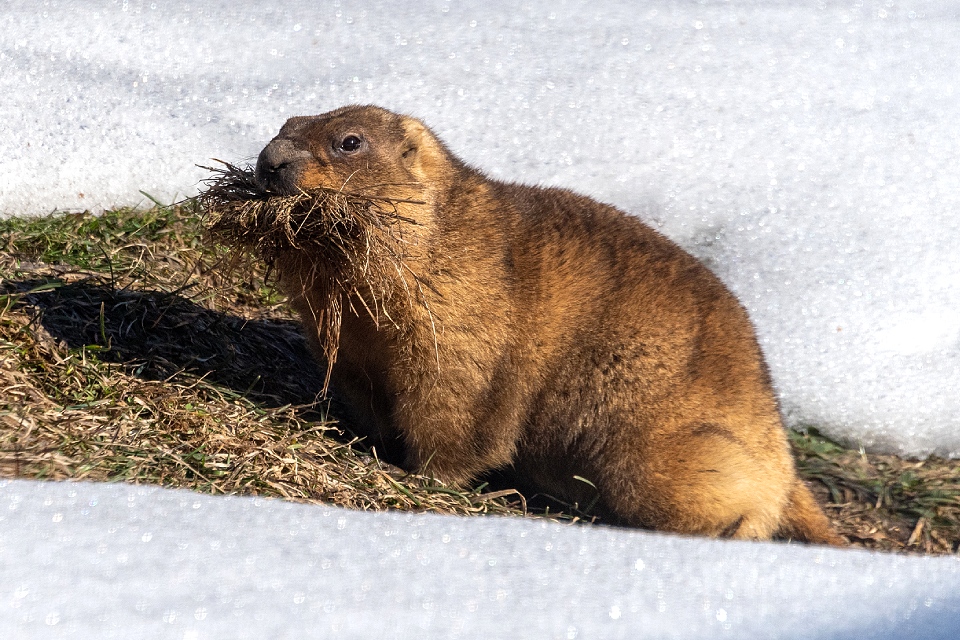 В Московском зоопарке проснулись сурки: фото и видео