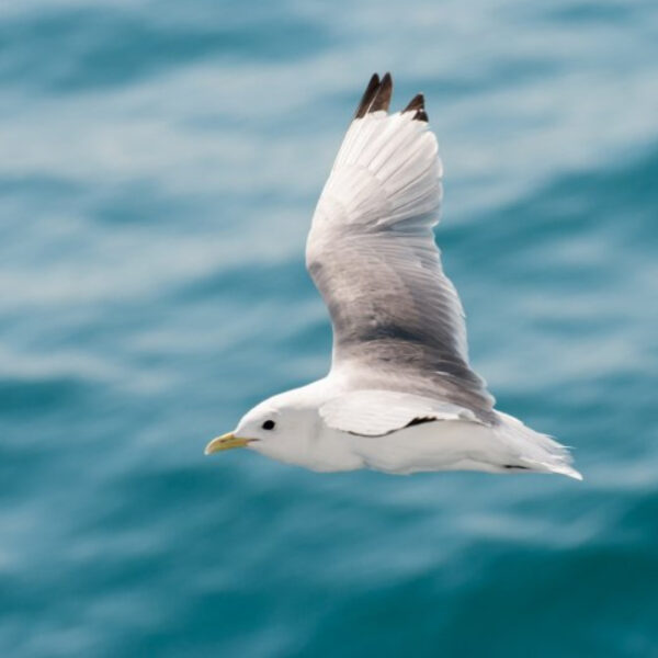 Фотовыставка «Жизнь за полярным кругом: что мы знаем об Арктике?»