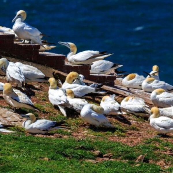 Выставка фотографий «Птичьи базары» в Дарвиновском музее