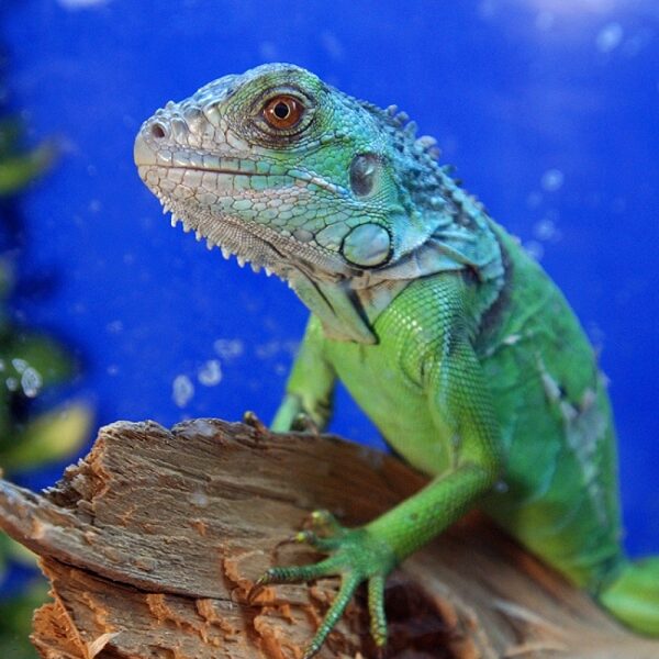 Фестиваль «Зоофест»