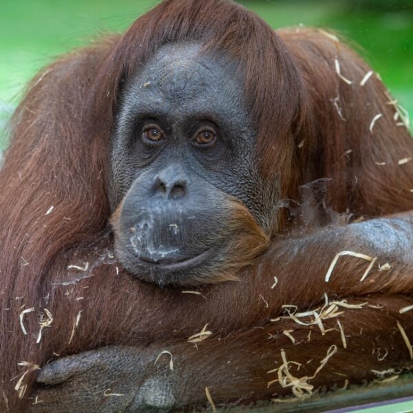 Ночная выставка-шоу «Тени незабытых предков» в Московском зоопарке