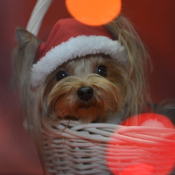 Елка Дарящих надежду на Хлебозаводе №9 