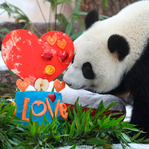 День рождения Московского зоопарка