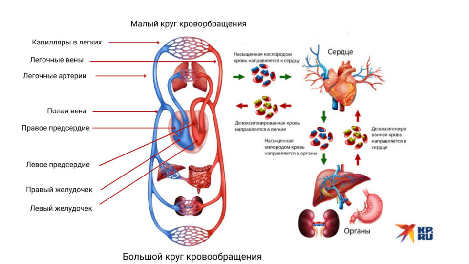 Малый круг кровообращения