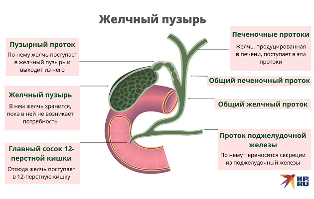 Желчный пузырь