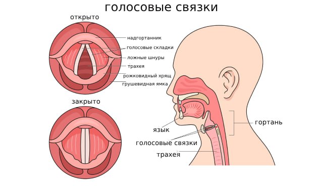 Голосовые связки