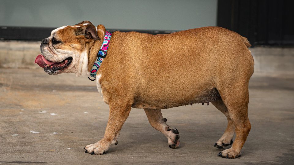 15 лучших светящихся ошейников для собак в 2025 году