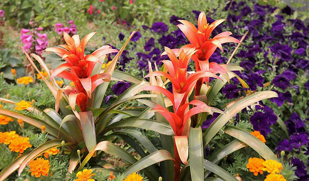 Гузмания язычковая (Guzmania lingulata)