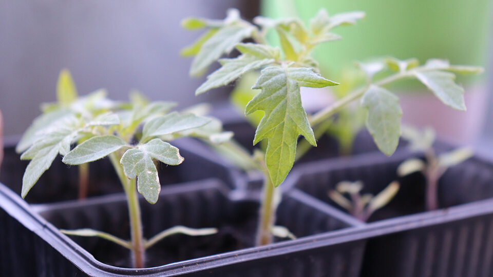 Чем подкормить рассаду помидоров