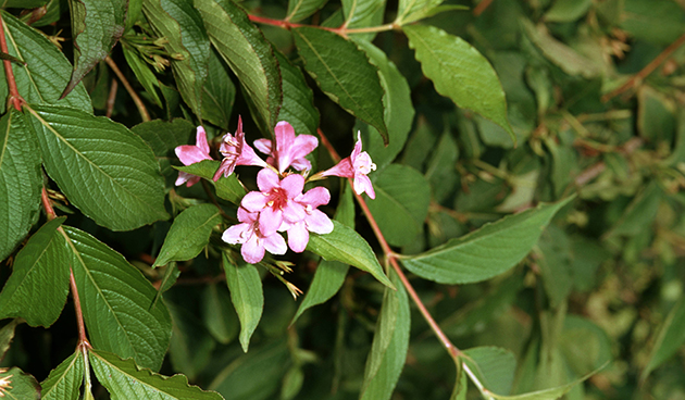 Вейгела цветущая (Weigela florida)