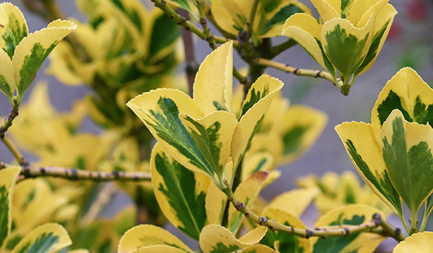 Euonymus štěstěny (Euonimus foptunei)