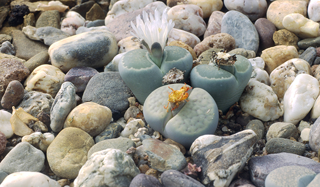 Lithops