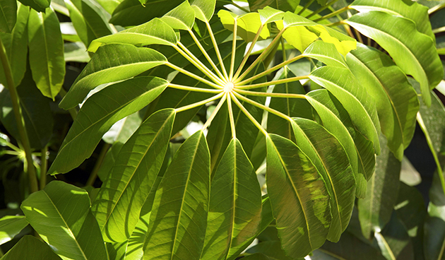 Шеффлера древовидная (Schefflera arboricola)