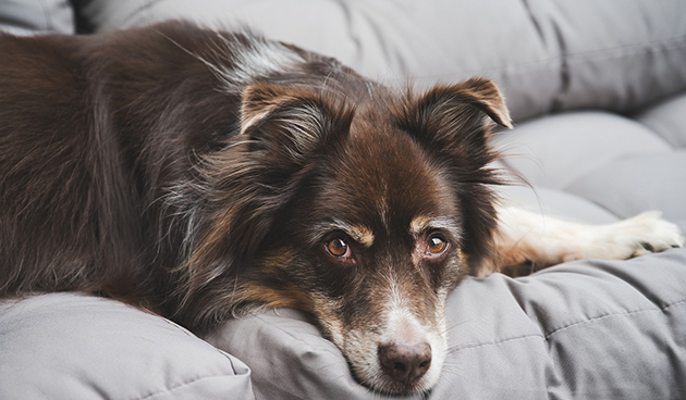 Жировик у собаки