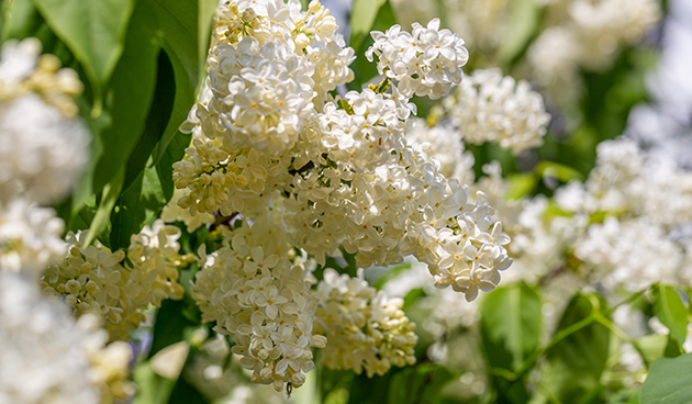 Примроуз (Primrose)