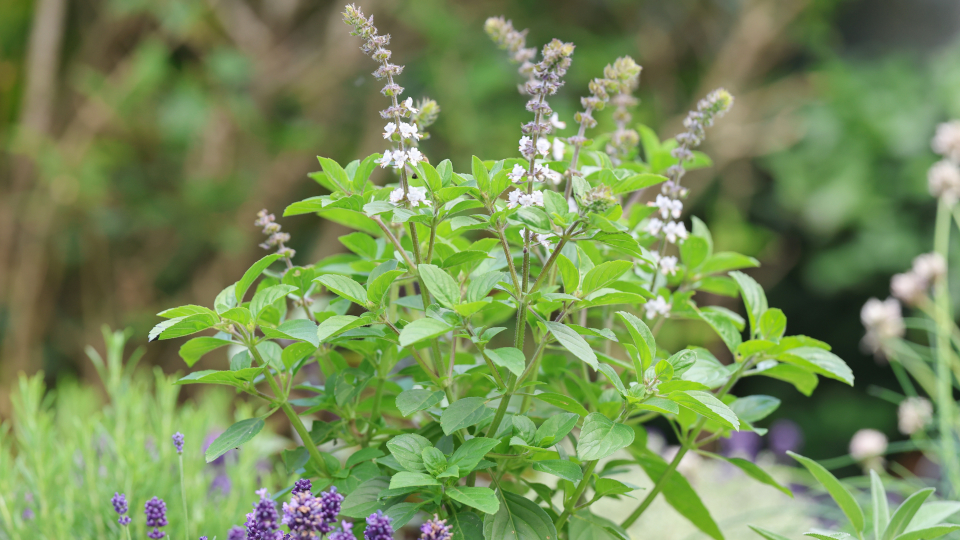 Когда сажать рассаду базилика в 2026 году по лунному календарю