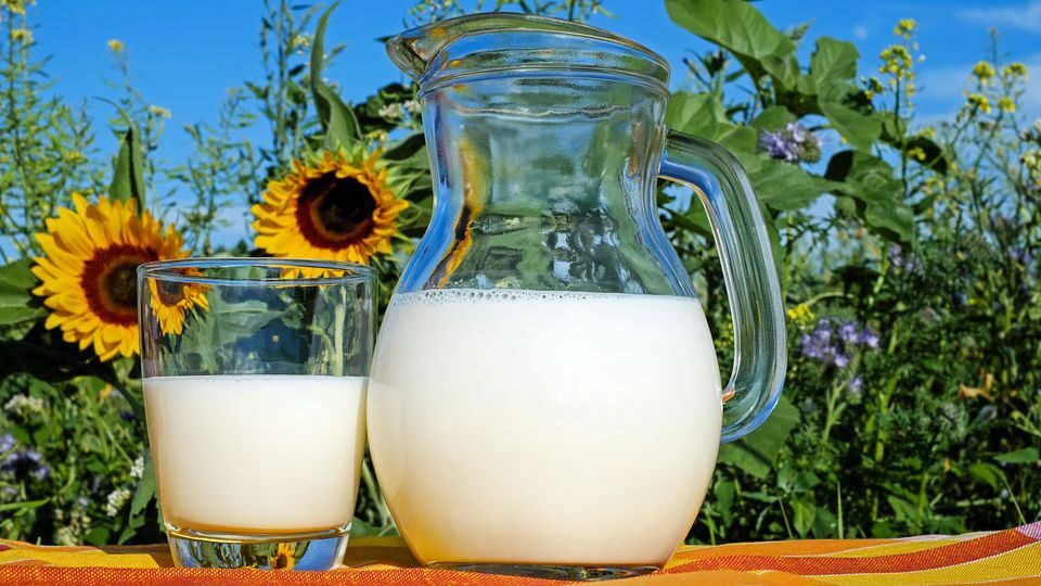 Молочные продукты: польза и вред для организма