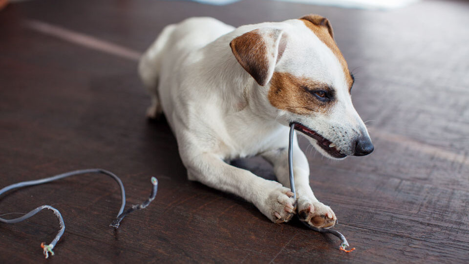 Как отучить домашних питомцев от вредных привычек