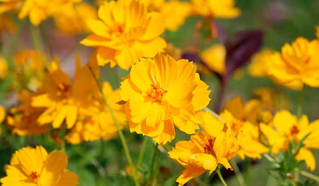 Космея серно-желтая