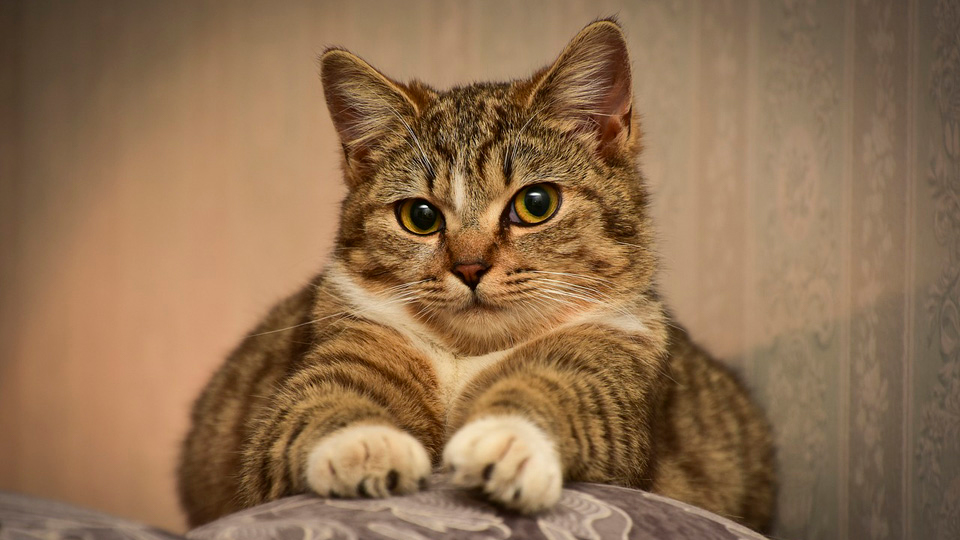 Кот дерет мебель и стены