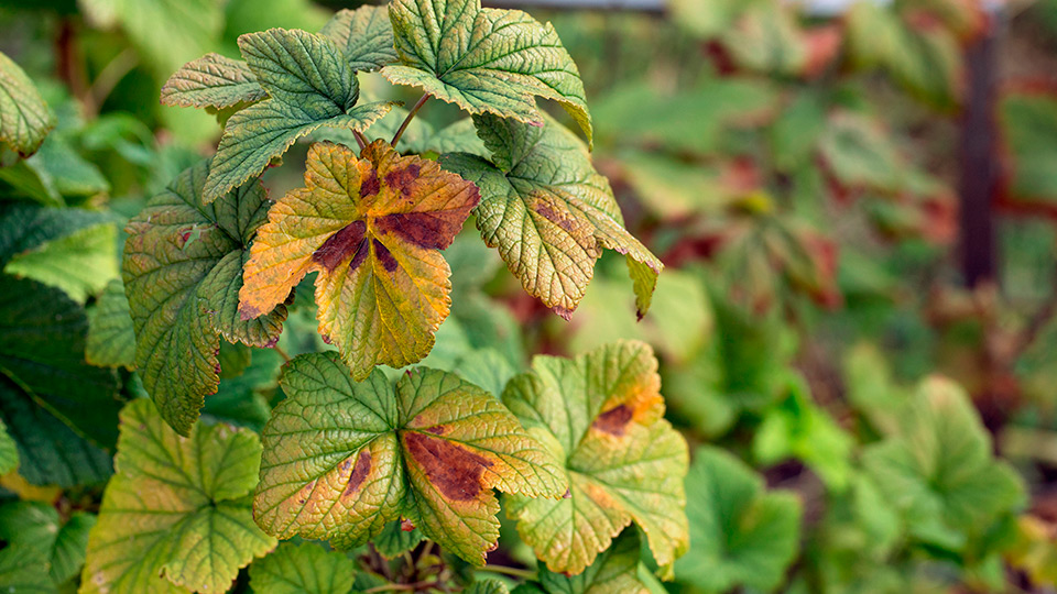 Хелат железа