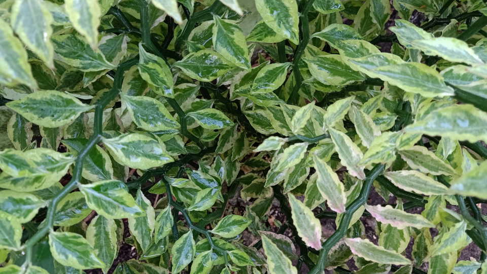 Педилантус