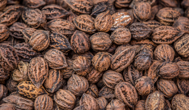 Размножение маньчжурского ореха