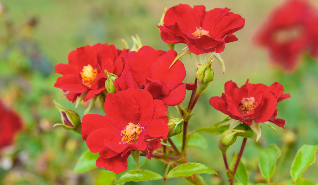 Сорта почвопокровных роз с описанием, фото и отзывами