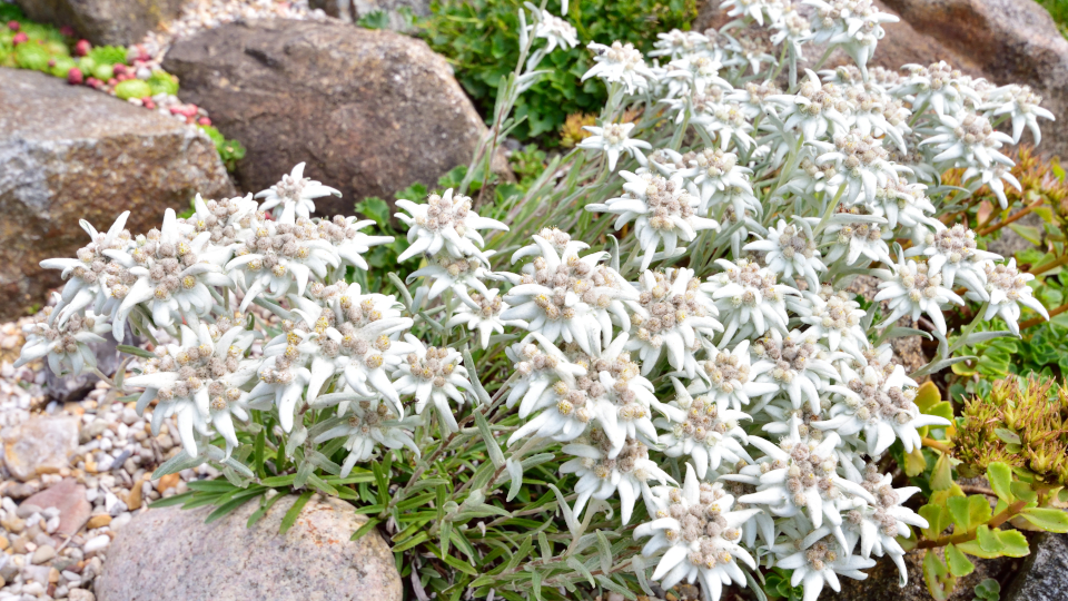 Эдельвейс цветок