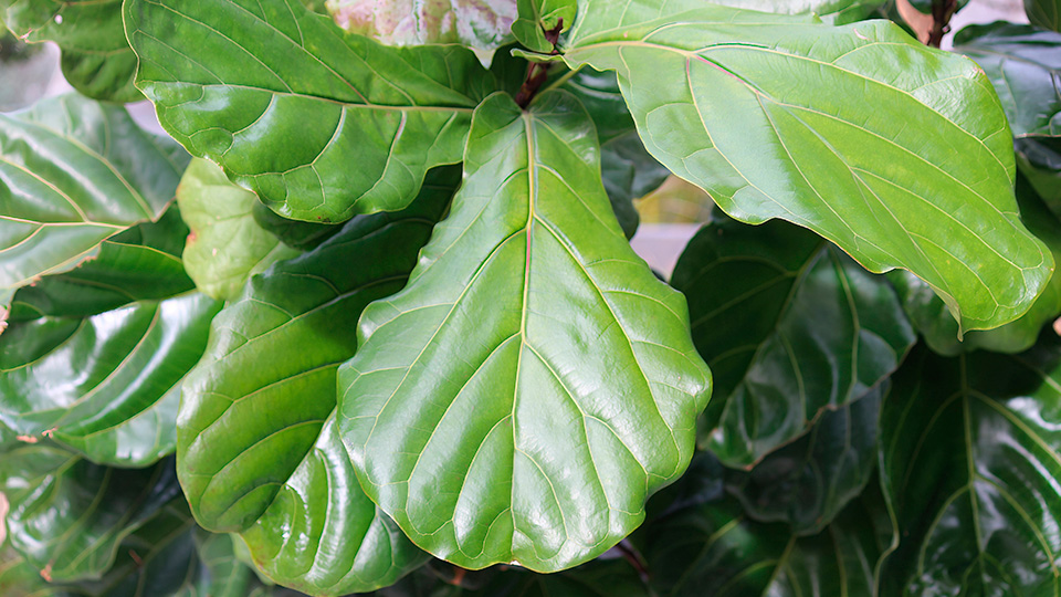 Фикус лирата