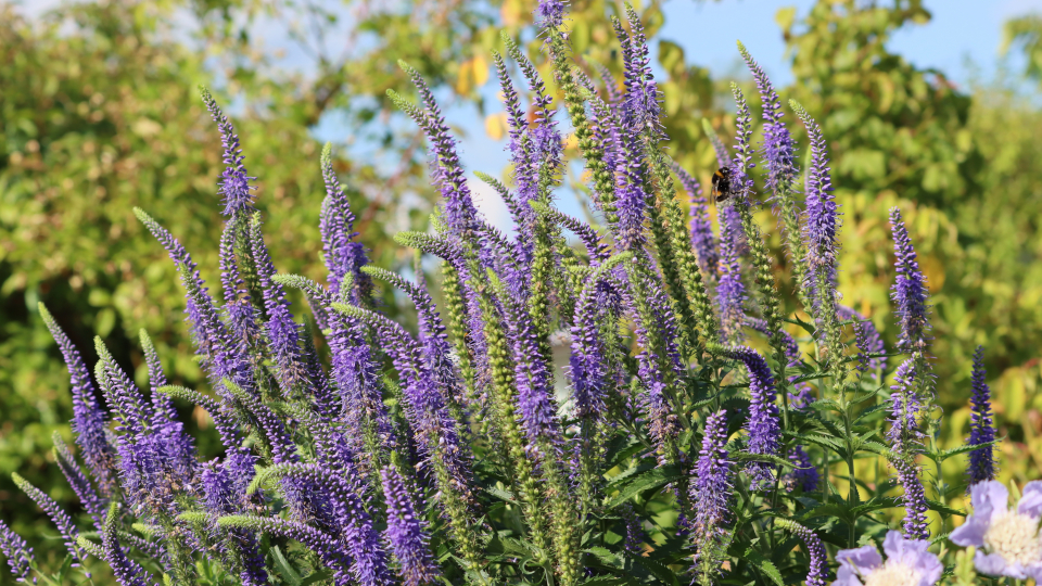 Вероника цветок