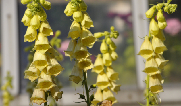 Наперстянка крупноцветковая