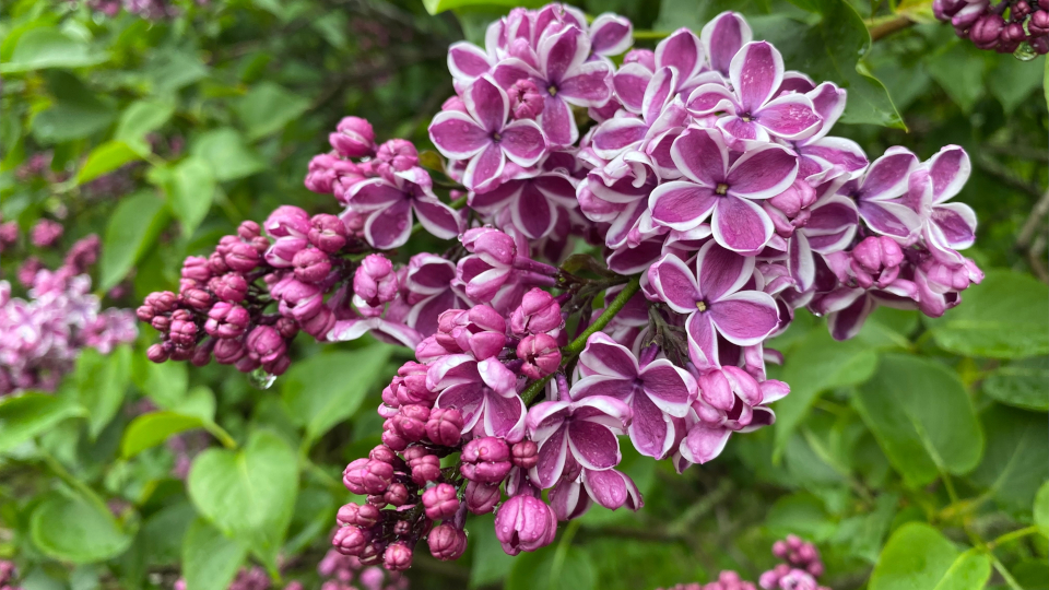 Сирень Сенсация