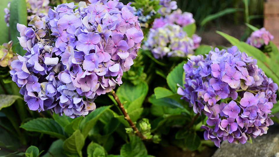 Гортензия крупнолистная