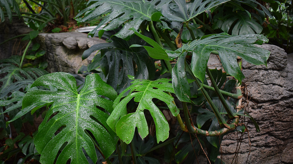 Монстера цветок