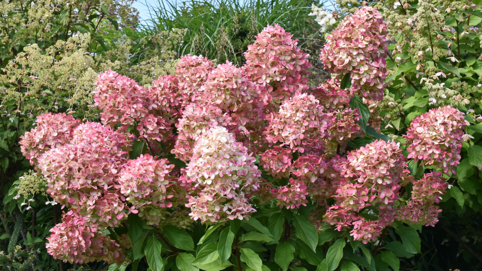 Гортензия Граффити