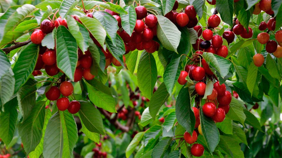 Черевишня (дюк)