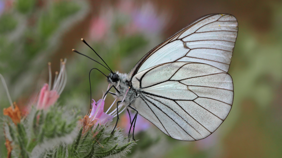 Боярышница