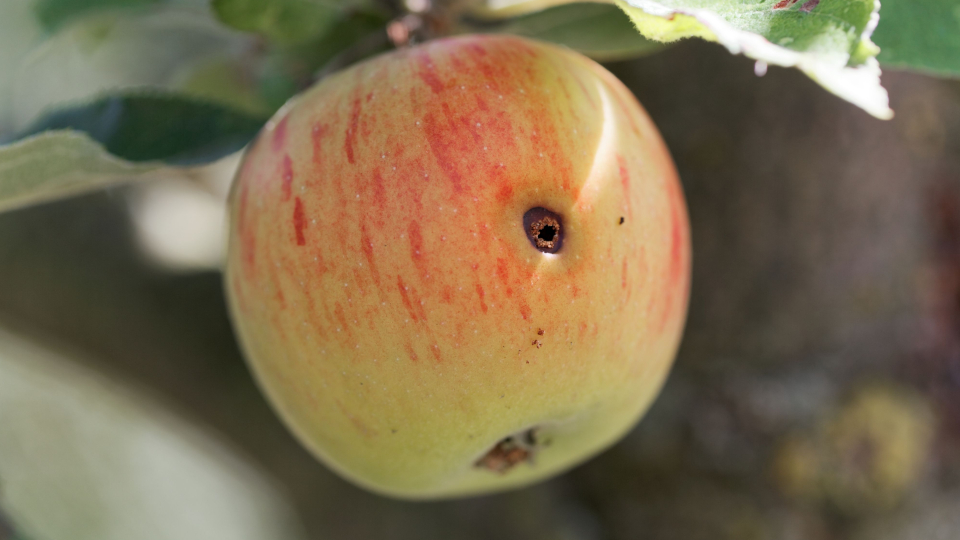 Яблонная плодожорка