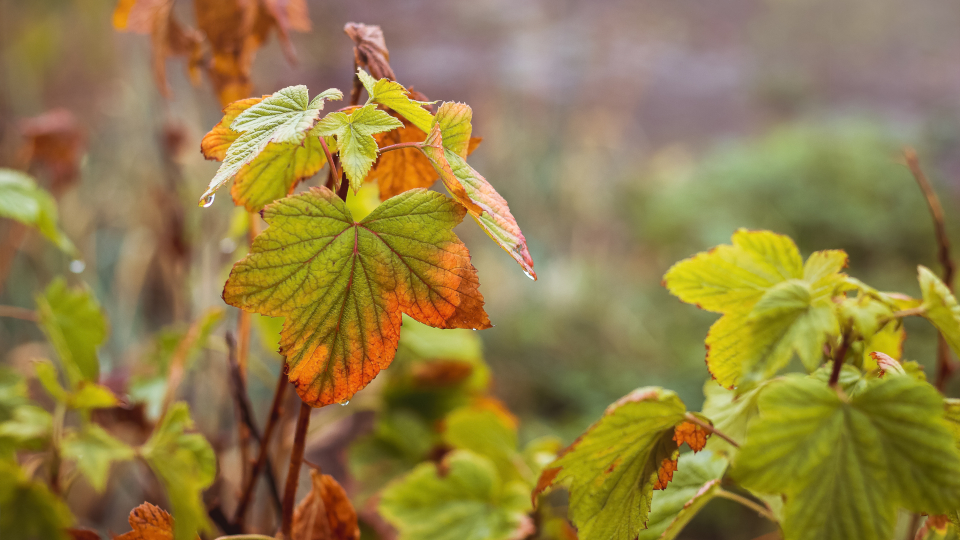 Чем обработать смородину осенью от болезней и вредителей в 2025 году