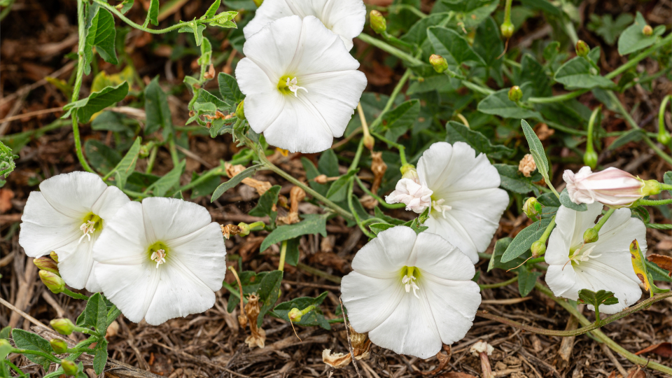 Вьюнок полевой
