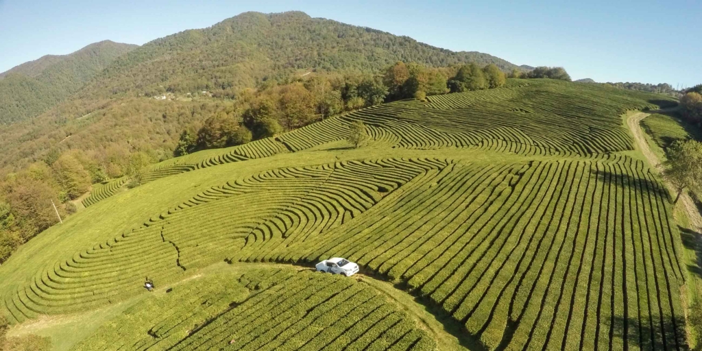 Чайные плантации в Сочи