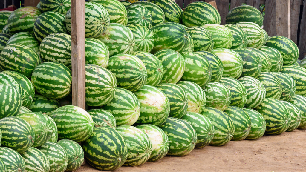 арбузы