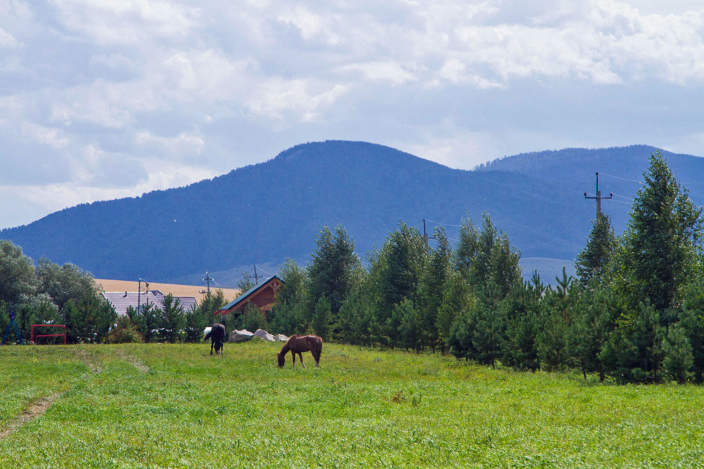 кони пасутся в горах
