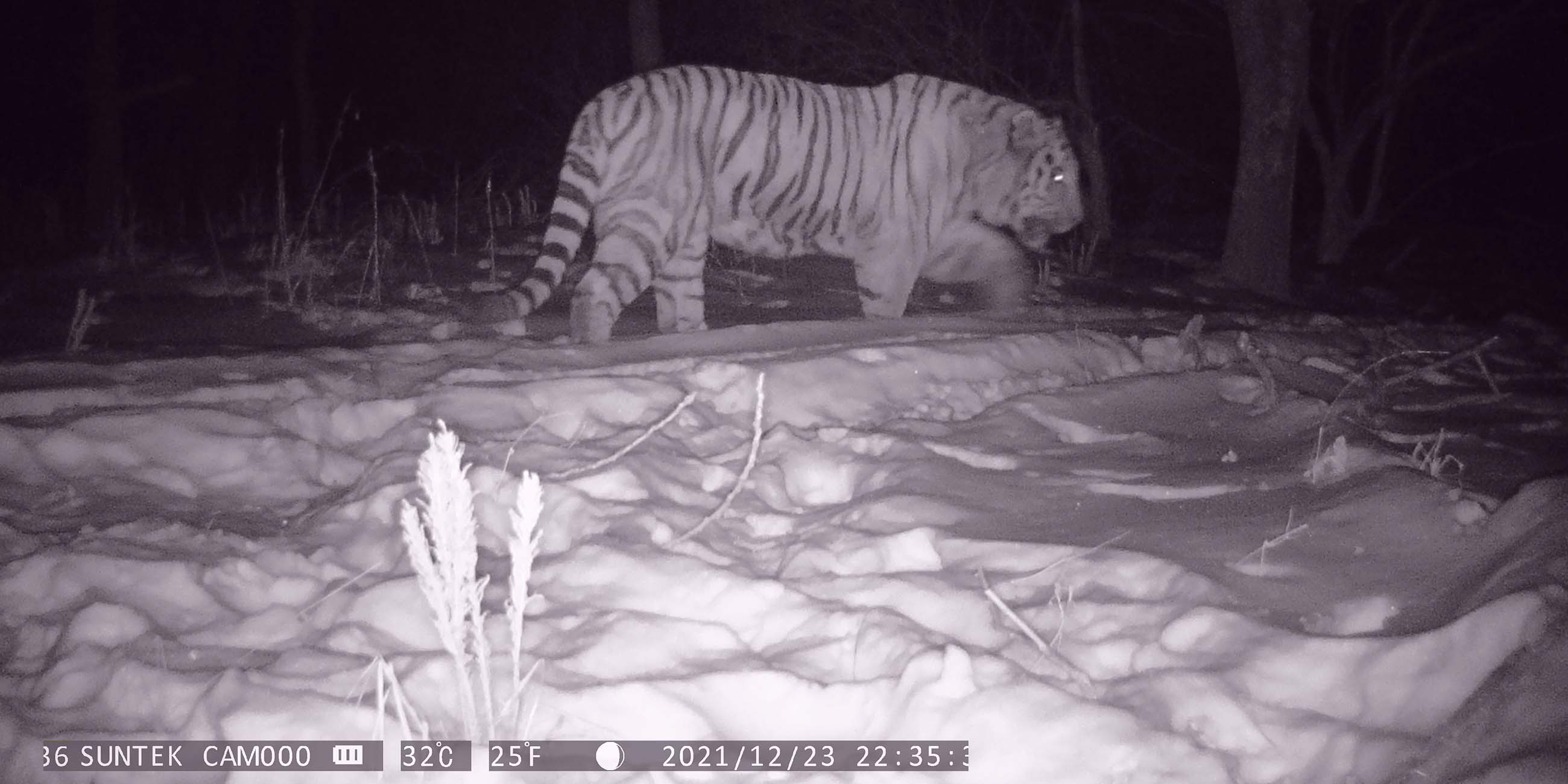 тигр в фотоловушке 2