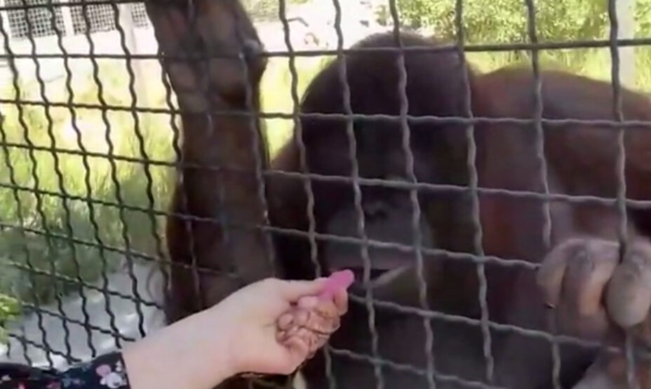 Боксерша дала вейп обезьяне, фото снимок экрана