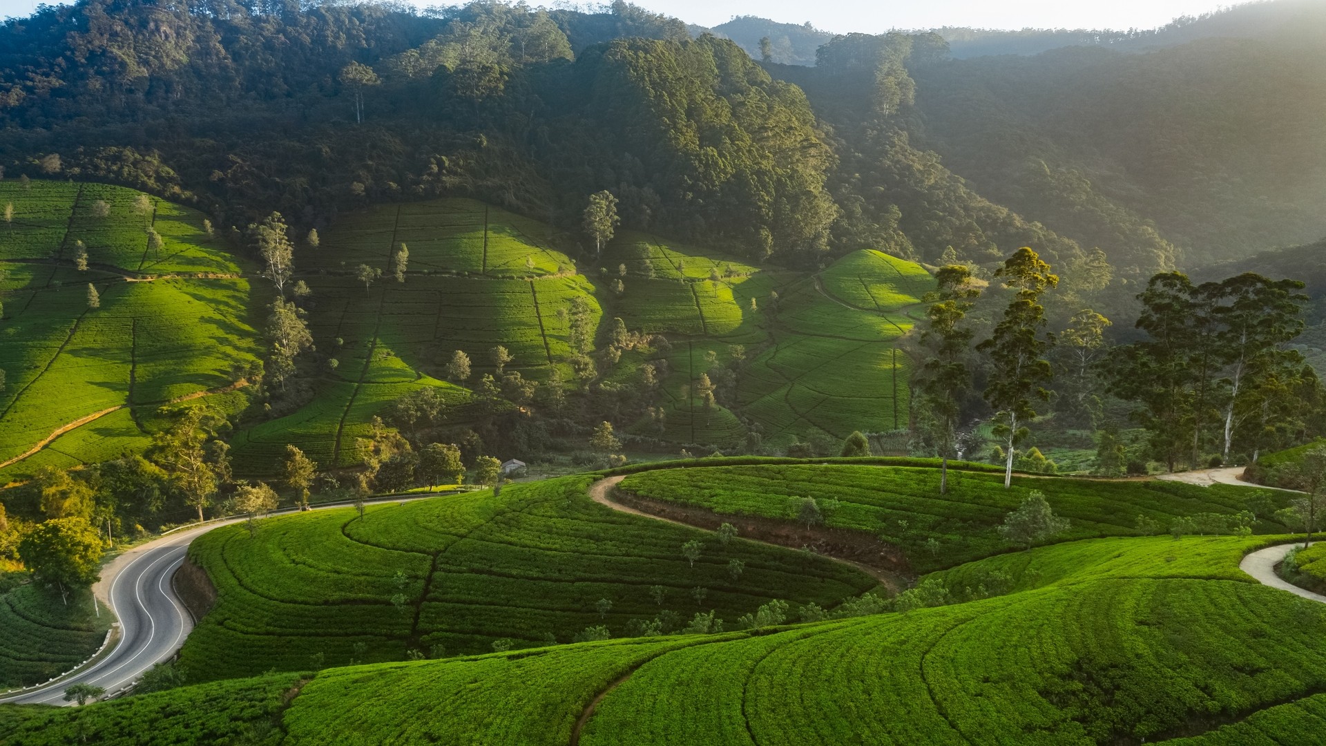 Чайные плантации с извилистой дорогой в Нувара-Элия, нагорье Шри-Ланки.