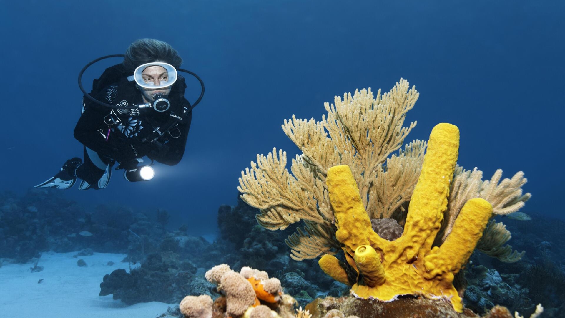 Дайвер на коралловом рифе в Карибском море недалеко от Марии-ла-Горды.