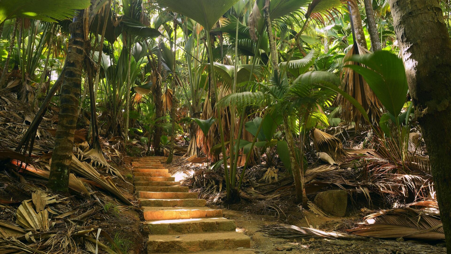 Тропа с густой растительностью в национальном парке Валле-де-Мэ.